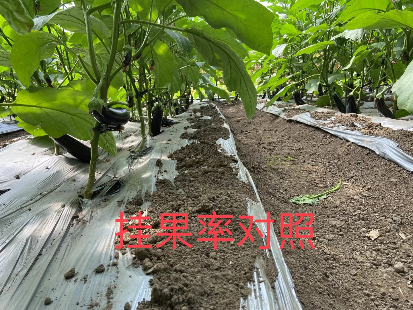 <a href=http://www.moneystr.com target=_blank class=infotextkey>上海立杉</a>水溶肥在北方暖棚茄子上的效果反饋4